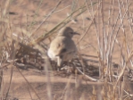 jHoopoe Lark.jpg